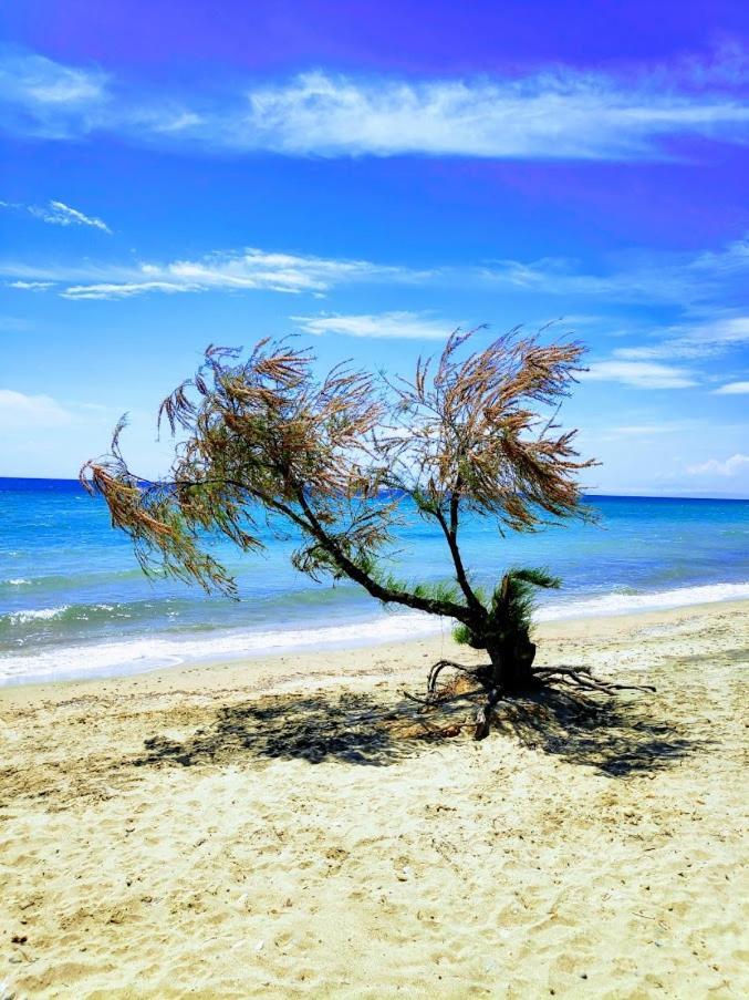 Seaside Family Apartment In Paralia Dionisiou Dış mekan fotoğraf